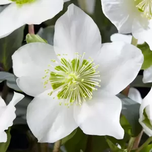 Helleborus niger 'Christmas Carol'